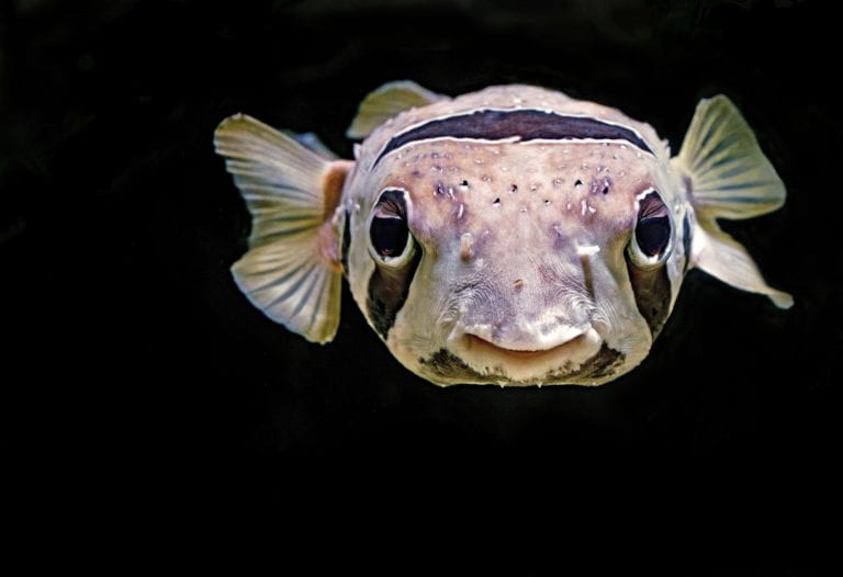 Poisson d'avril