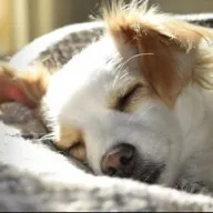Humihouse : publication Facebook animal